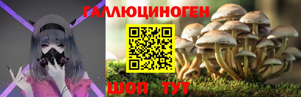 Псилоцибиновые грибы GOLDEN TEACHER Петропавловск-Камчатский